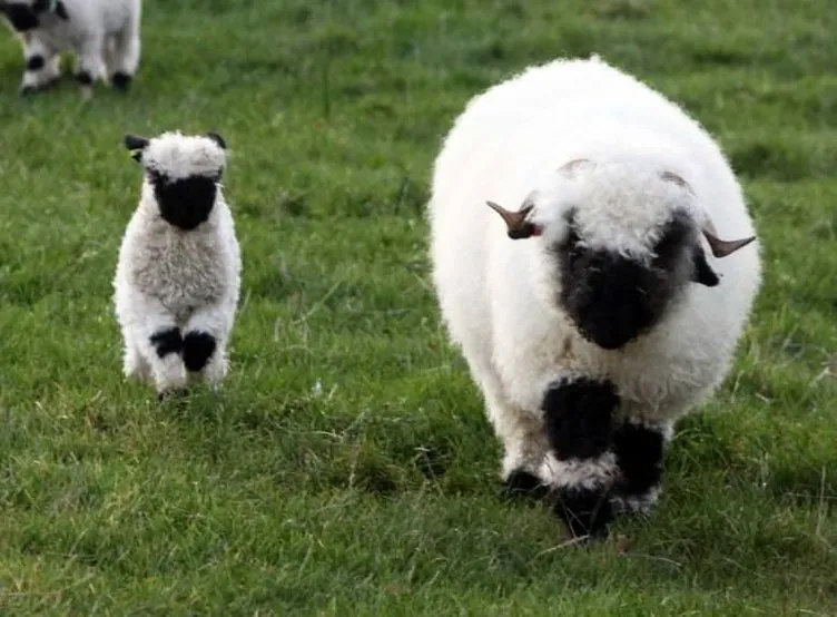 Valais Blacknose cinsi minnoş koyunlar