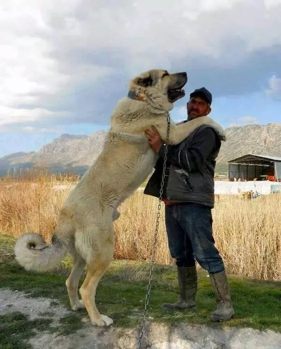 kangal ile ilgili görsel sonucu