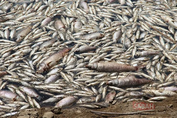 Büyük Menderes Deltası’nda toplu balık ölümleri tedirgin etti