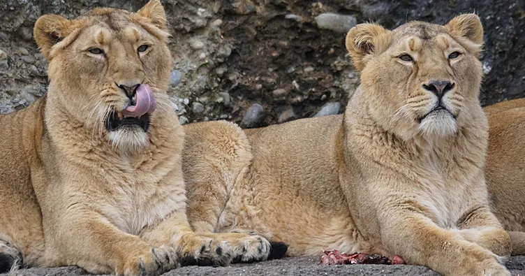 Japonya’da aşırı sıcaklar hayvanları vurdu: 3 aslan telef oldu