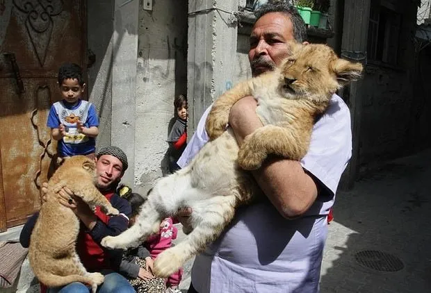 Gazzeli adamın aslan sevgisi