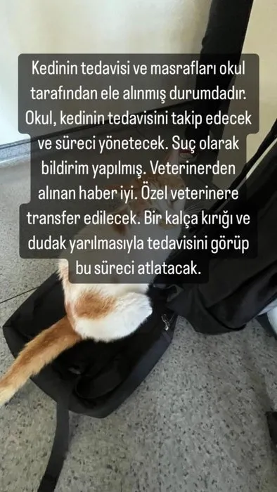 Türkiye bu olayı konuşuyor! Kedi Faruk’u camdan atmıştı: O cani bakın kim çıktı!