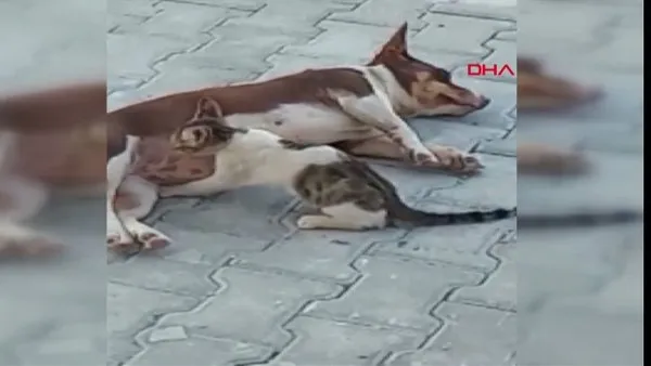 Antalya'da üç yavru kediye annelik yapan 'Max' isimli köpek kamerada | Video