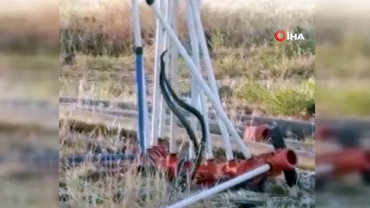 Şanlıurfa'da yılanların dansı kamerada