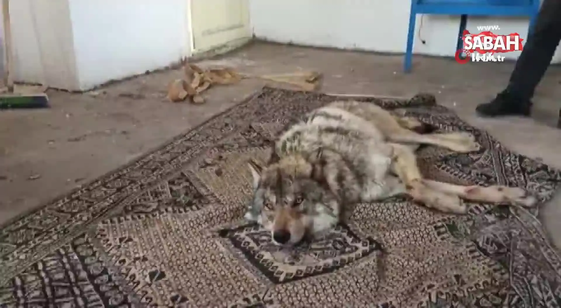 yarali kurt donmak uzereyken kurtarildi