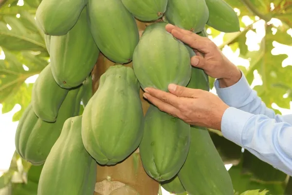 papaya-uretim-denemesinde-yuksek-verim-1-fidani-60-kilo-urun-verdi-1670932108629.jpg