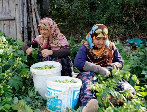Bilecik'te şerbetçi otu hasadı başladı