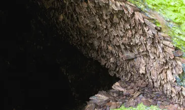 Böceklerle ilgili şok edici keşif!