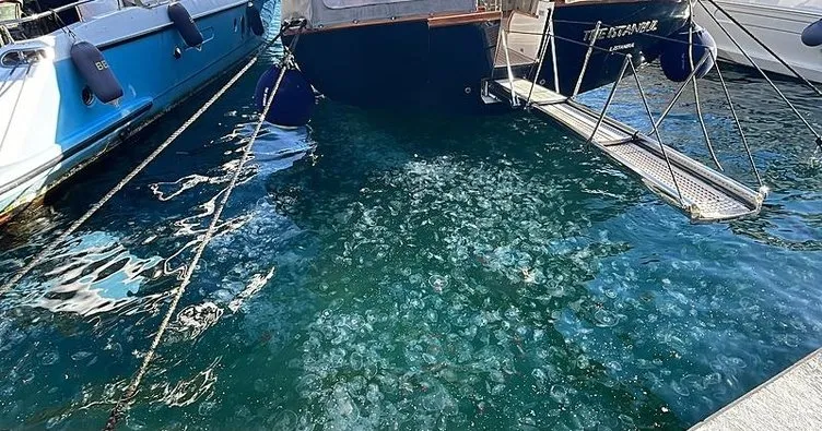 Marmara Denizi’nde denizanası popülasyonu aşırı arttı