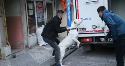 Bu kadarına da pes! Kavga ettikleri şahsın üzerine pitbull saldılar: Yaralılar var