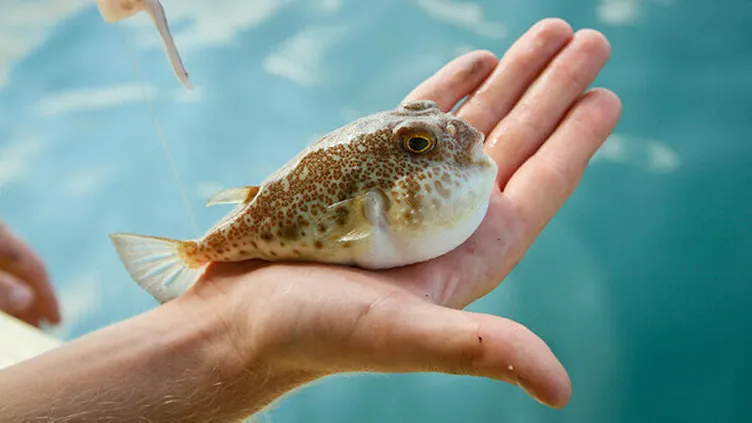 Uzmanlardan balon balığı uyarısı: O illere akın ettiler!
