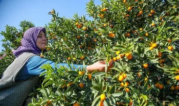 Antalya’nın altın portakalı ’kamkat’ın hasadı başladı