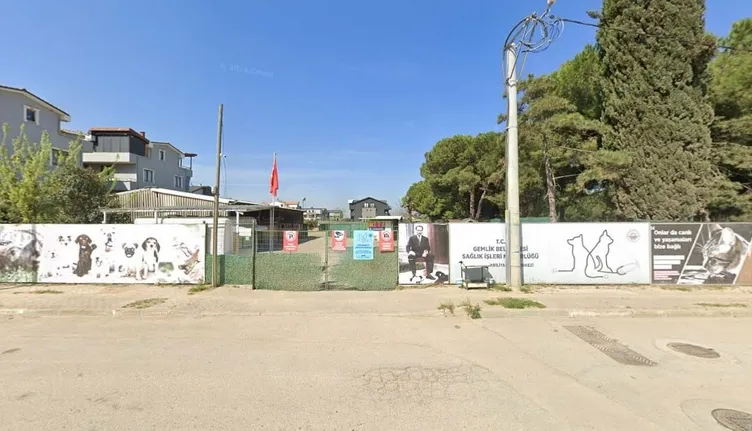 SON DAKİKA... Bursa’da aç kalan köpekler birbirini yemişti: CHP’li belediyenin barınağında kan donduran mama gerçeği!