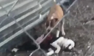 Çanakkale Belediyesi’nin hayvan barınağında vahşet! Aç bırakılan hayvanlar birbirini parçaladı...