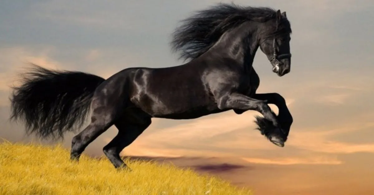 ruyada at gormek nedir ne anlama gelir ruyada beyaz siyah kahverengi at gormek ata binmek son dakika yasam haberleri