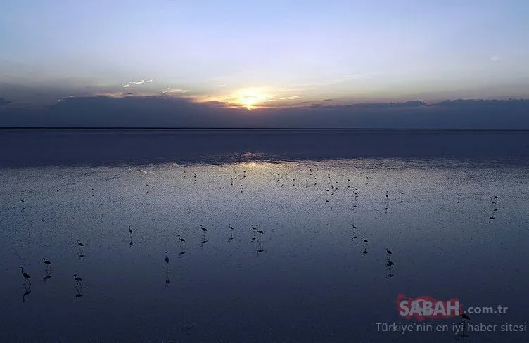 Son dakika: Tuz Gölü’nde yavru flamingo ölümleri