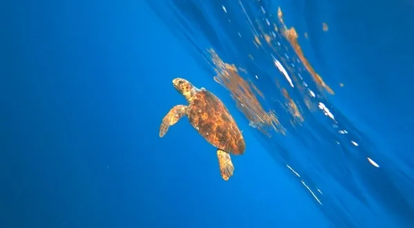milli-sporcu-misinaya-dolanan-caretta-carettayi-kurtardi-1777893809450.jpg