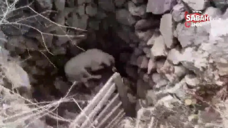 Kuyuya düşen köpeğe vatandaştan yardım eli | Video