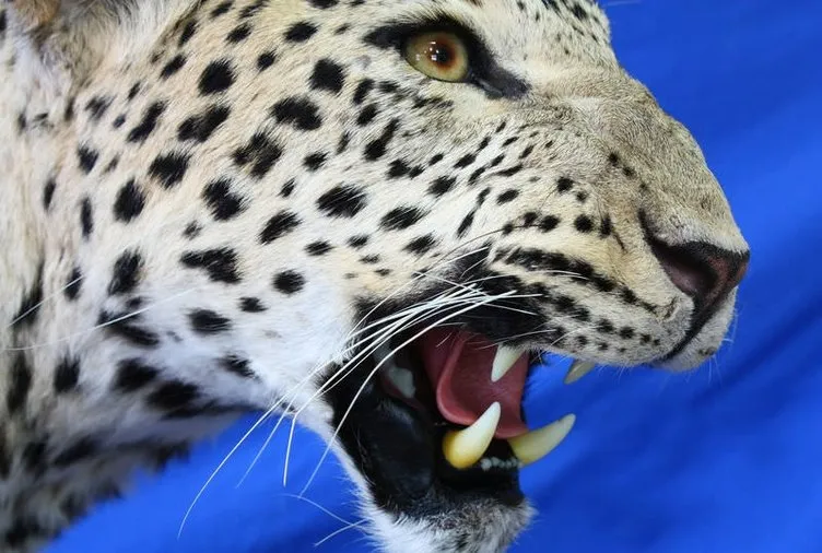 Diyarbakır’da öldürülen leopar ölümsüzleşti