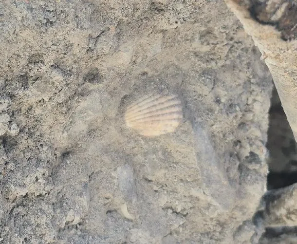 takoz-siyaseti-facia-getirdi-1791569661542.jpeg