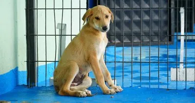 Düzce Belediyesi tarafından kedi-köpek sahiplendirme platformu kuruldu #duzce