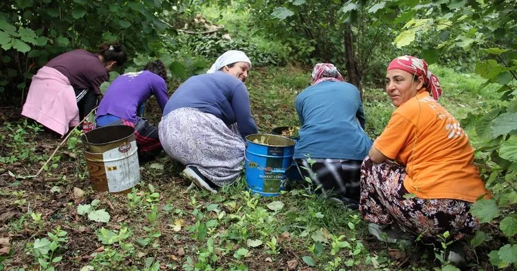 Fındık üreticisine uyarı!