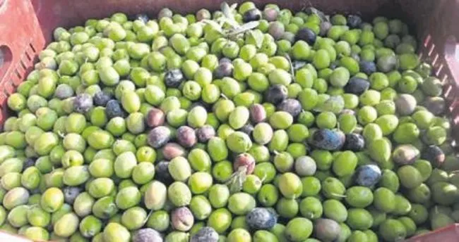 Mut Ta Zeytin Hasadi Basladi Guney Haberleri