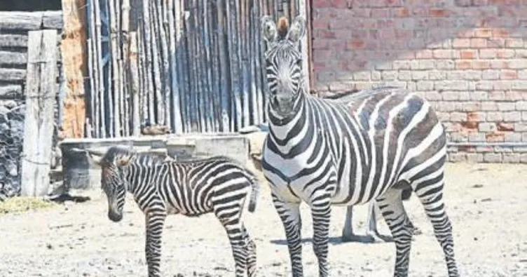 Zebra ailesinin yeni üyesi Meliş
