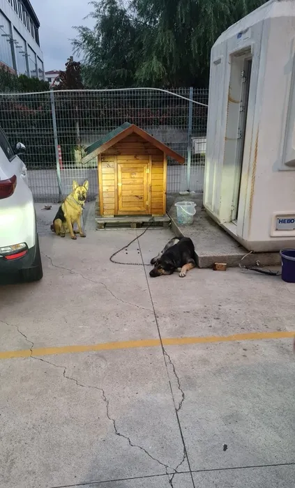 Okula giden 16 yaşındaki İhsan köpek saldırısına uğradı: Talihsiz çocuk canını zor kurtardı!