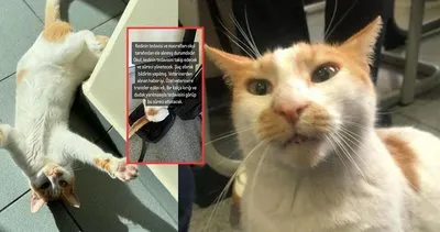 Kediyi aşağıya atan öğretmen iddiası: Kedi Faruk’un 2 bacağı kırıldı iç kanama geçirdi!