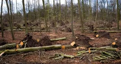 Enerji krizi bunu da yaptırdı! Burası Avrupa’nın göbeği: Ormanlara dadandılar