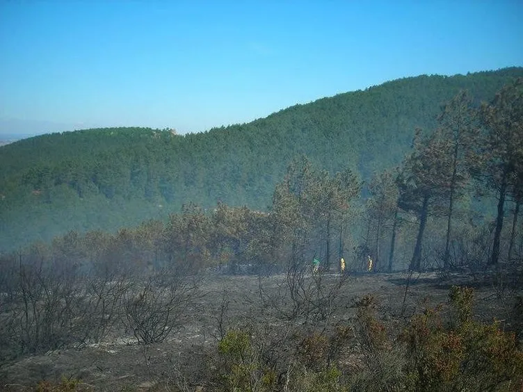 Sultanbeyli’de orman yangını