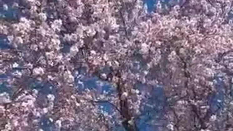 Marmaris’te bahar güzelliği | Video