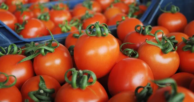 Rusya’dan Türk domatesi ile ilgili flaş açıklama