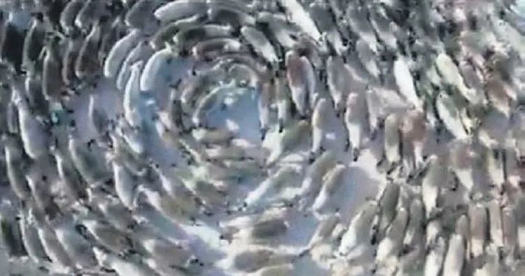 Rengeyiklerinin gizemli çemberi