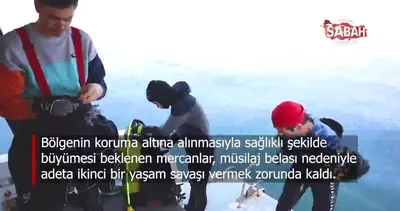 Derin mavilerde yaşam operasyonu | Video