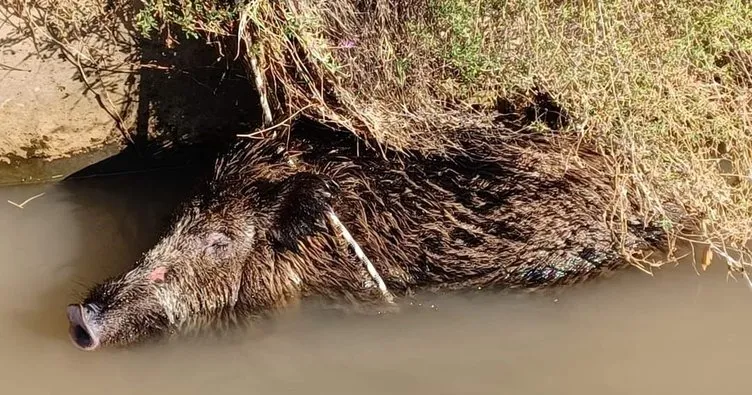 Iğdır’da sulama kanalına düşen domuzu itfaiye ekipleri kurtardı
