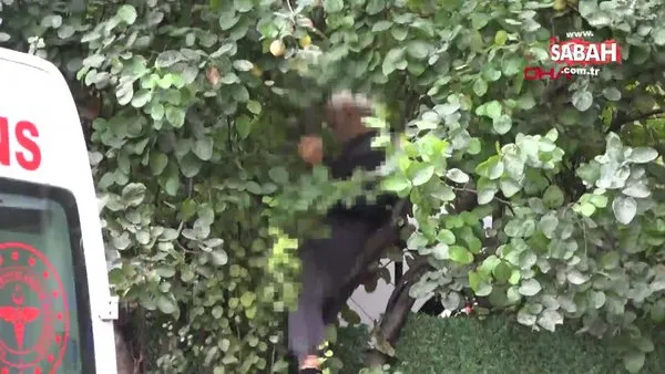Ayva toplamak için çıktığı ağaçta fenalaşıp, öldü | Video videosunu