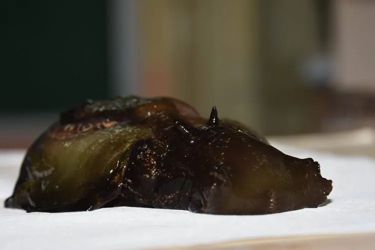 Çanakkale’de ilk kez görülen deniz tavşanı öldü