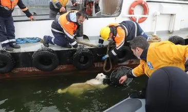 Haliç’te köpek kurtarma operasyonu