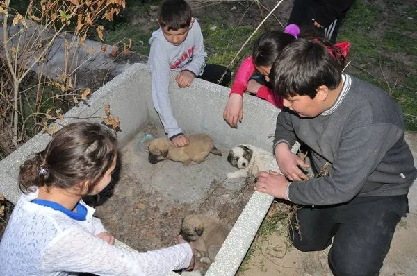 Hamile köpek dövülerek öldürüldü