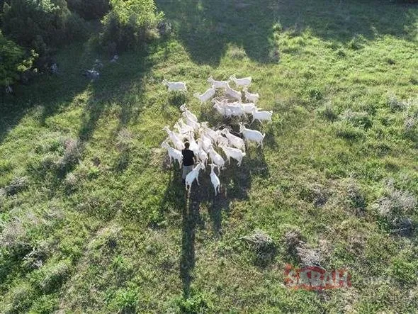 ’Nişantaşı kızı’ köyde keçi güdüyor