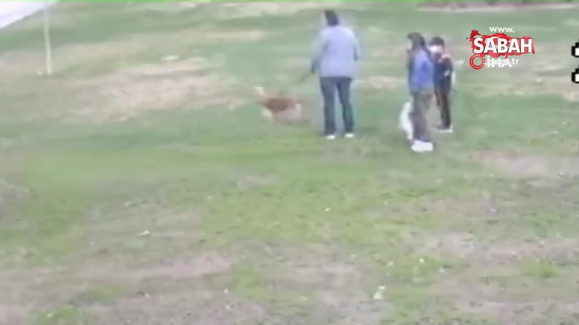 antalya da pitbull dehseti kamerada video