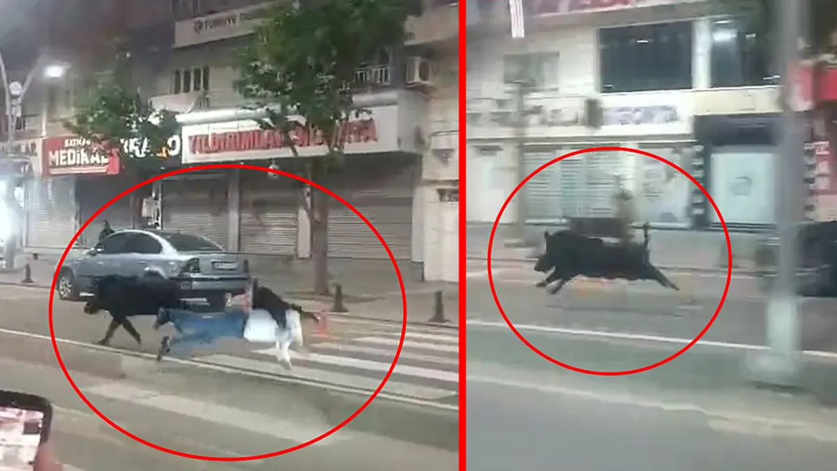 Batman’da şehir merkezinde dehşet: Yaya geçidinden geçenlere domuz saldırdı! O anlar kamerada Batman’da şehir merkezinde dehşet: Yaya geçidinden geçenlere domuz saldırdı! O anlar kamerada