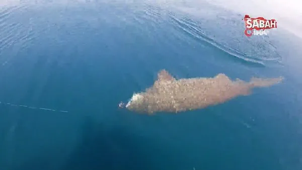 Gelibolu'da nefes kesen köpek balığı avı kamerada | Video