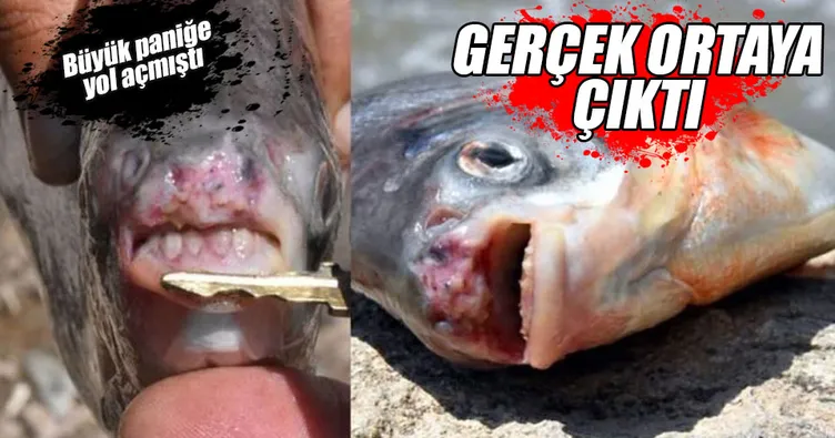 Korkutan balık ’pirana’ değil ’pacu’ çıktı!