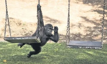 Zeytin Nijerya yolcusu