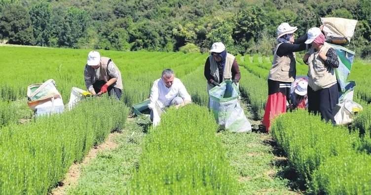 Kocaelide kadın çiftçilere üretimde güçlü destek