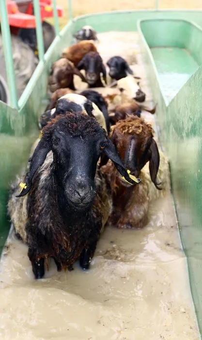 Koyunlara özel banyo hizmeti
