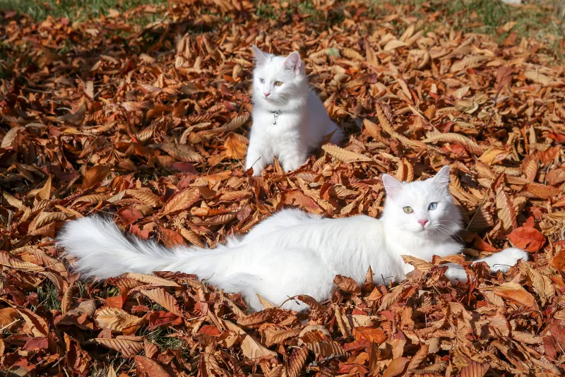 Van kedisi "Su" en güzel kedi seçildi Son Dakika Haberler